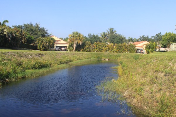Which will fill the ditch?  Alligator Weed or Torpedo Grass? The race is on.