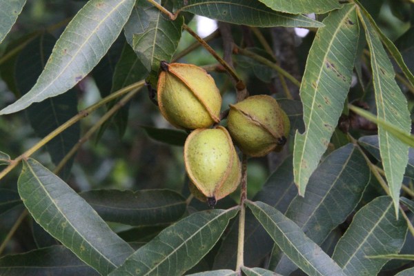 Water Hickory nuts (by JB)