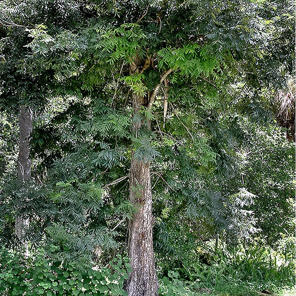 Water Hickory in Riverbend Park (I don't know who took the photo)