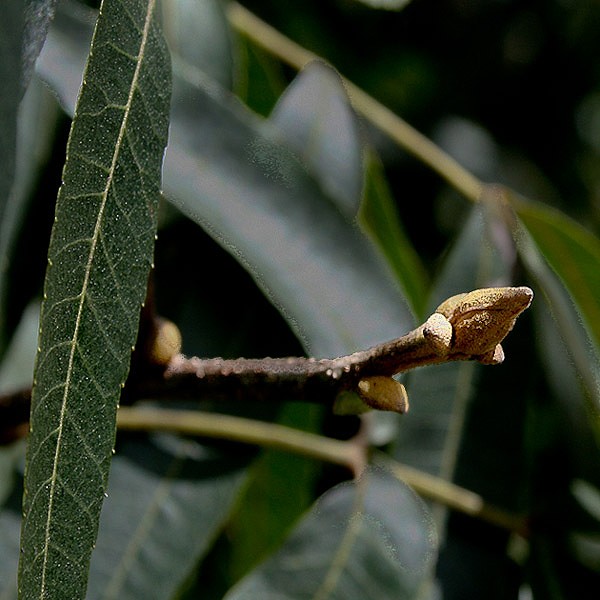 Carya floridana. Bud.  Hickories have big messy distinctive buds.