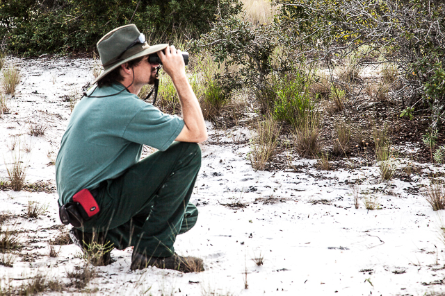 Chris  Vandello, Biologist at the Savannas Preserve State Park, identifying the Jays.