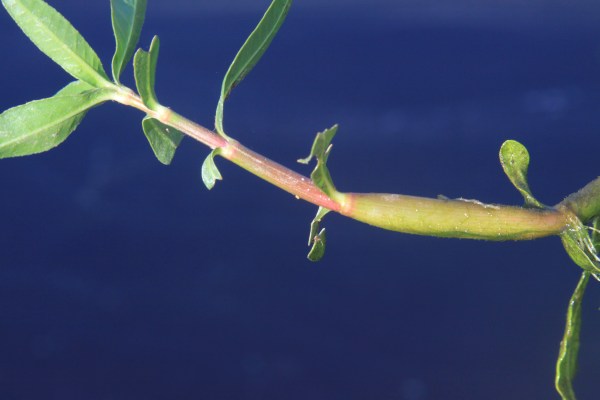 The stem puffs up a few nodes back from the tip.