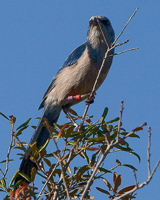 Adult Scrub-jay with purple over red and red over silver bands.