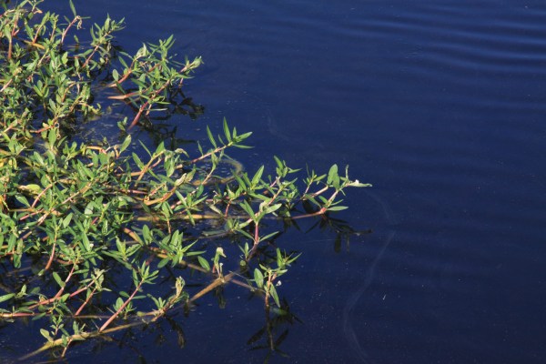 stems on water
