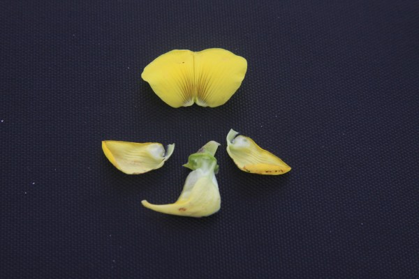 Crotalaria banner (top), wings (sides), and lamp-shaped keel (bottom).  The opening is at the tip of the neck on the keel.