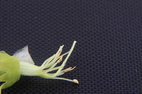 Keel removed to show stamens and fuzzy style.  The style is the long shaft jutting to the right.  The stigma is its tip.