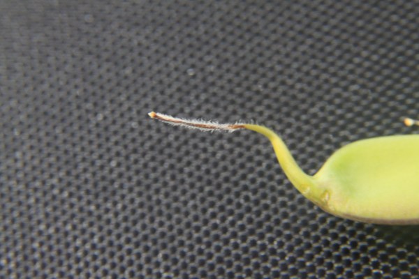 The style (and stigma on its tip) isolated and magnified to show the fuzz.