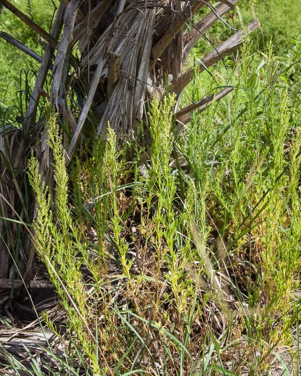 Suaeda linearis (JB)