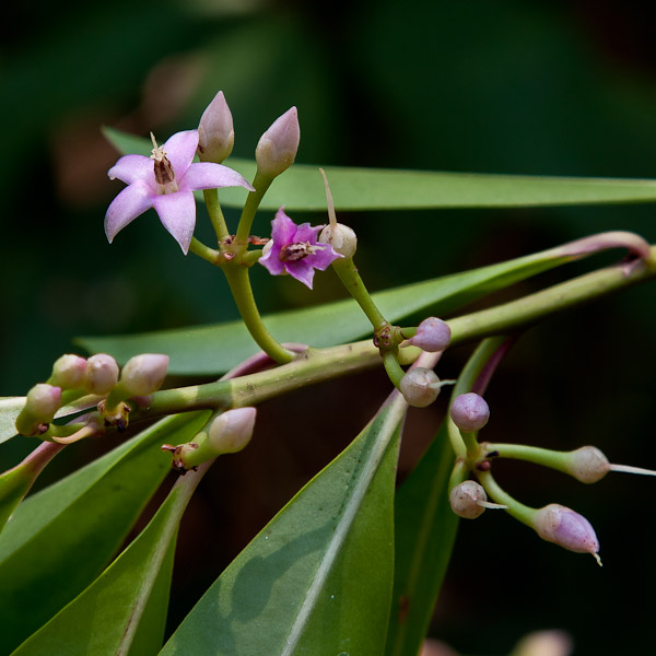 Shoebutton elliptica.  It has been mistaken for the native Marlberry. By JB.