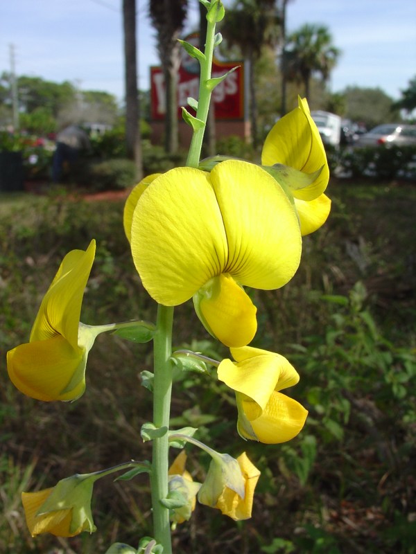 Showy Rattlebox