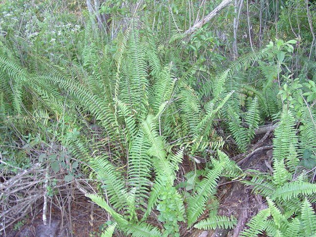 Native Boston Fern?  No, invasive Asian Sword Fern.  Mighty similar!  (Boston Fern has light tan shagginess sticking out on the leaf stalk.)