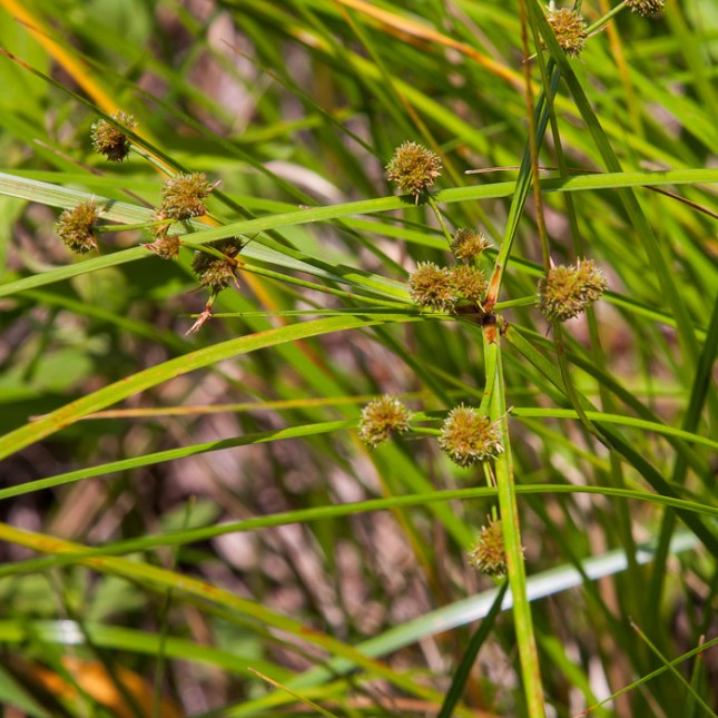 Cuban Bulrush forms floating mats.