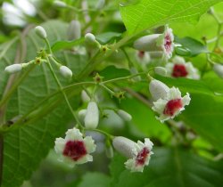 Skunk Vine is prettier than its name. (by GR)