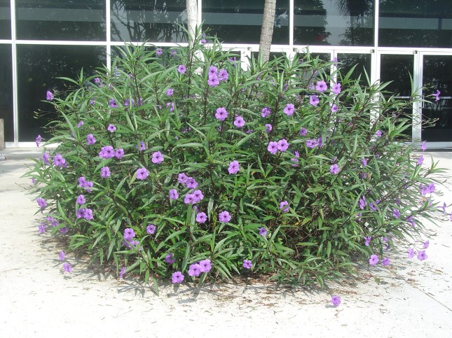 "Mexican Petunia" is not Mexican, and is not a Petunia.  It remains popular in landscapes despite being a Category I Invasive Exotic invader.