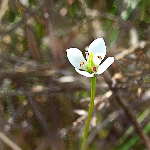 Bartonia verna (JB)
