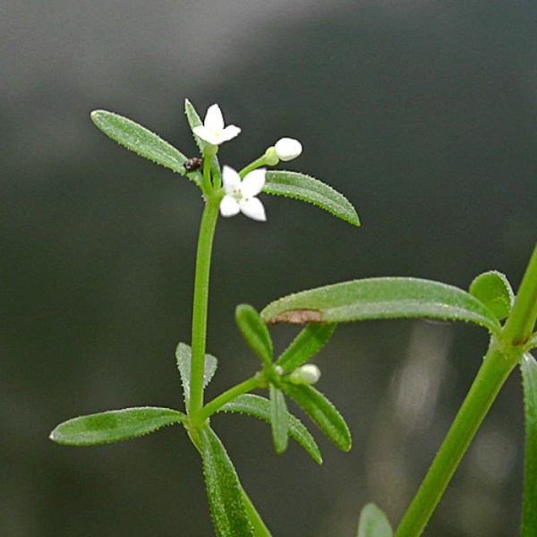 Bedstraw (Galium, by JB)