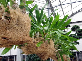 Grammatophyllum with trash-basket roots (from laspalmas.ns)