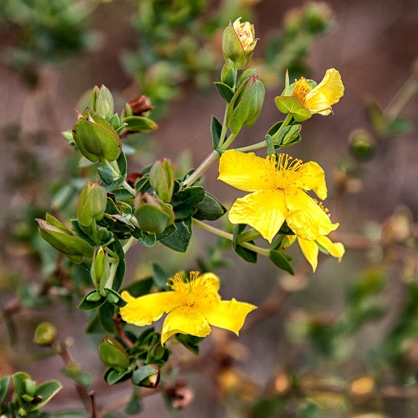 Hypericum tetrapetalum by (JB)
