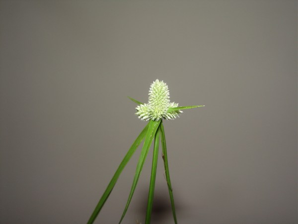 Fragrant Kyllinga, white and fragrant.  