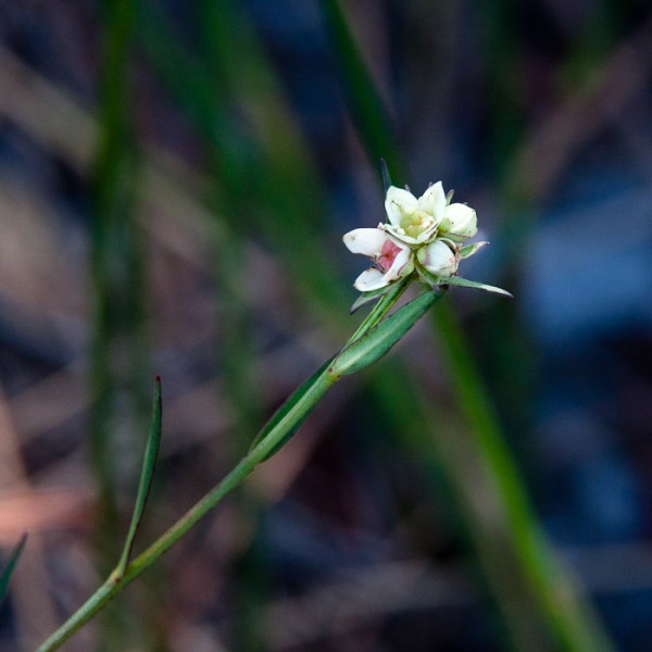 ludwigia lanceolata