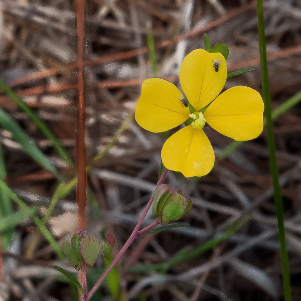 Ludwigia maritima (JB), a yellow-petal species.