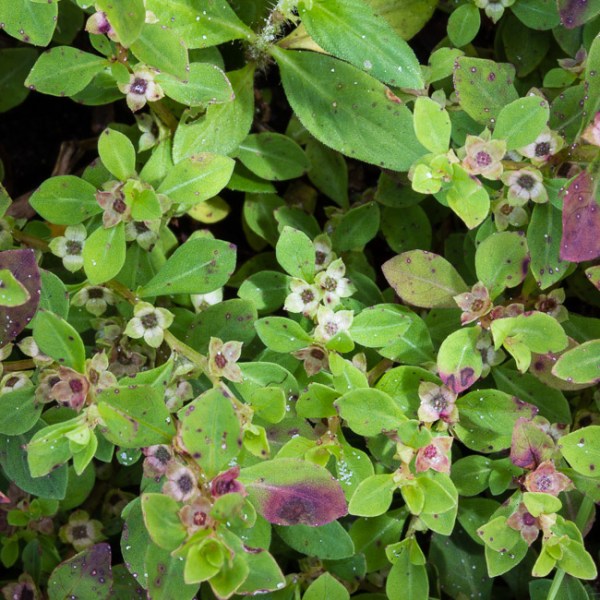 Ludwigia microcarpa