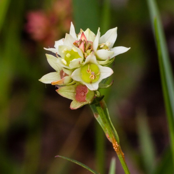 Ludwigia suffruticosa JB