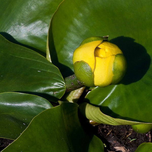 Young flower with the triangle door.  Careful it might slam behind you.  (All photos by JB)