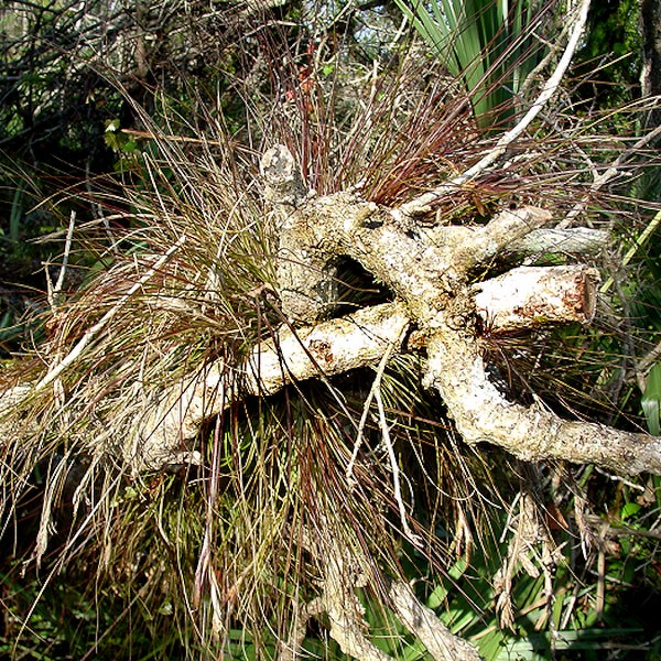 Tillandsia setacea foliage (by JB)