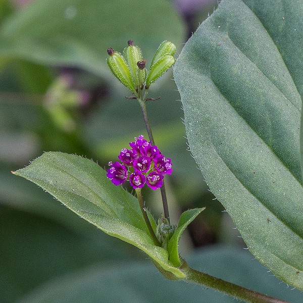 Spiderling flowers and fruits (JB)