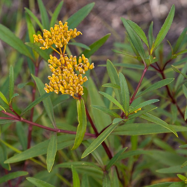 Yellowtops (JB)