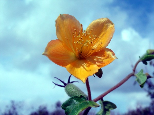Mentzelia far from its Mexican home (GR)