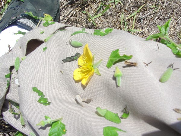 Mentzelia, Poor Man's Patch, melts right into fabric.