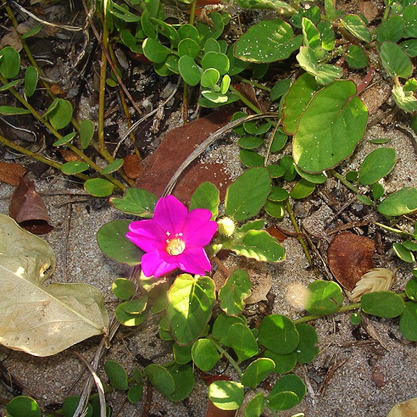 Okenia (JB)