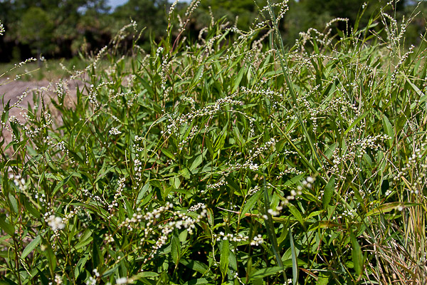 Polygonum punctatum (JB)