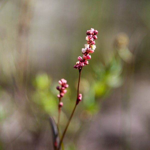 Polygonum punctatum flower Fl TR
