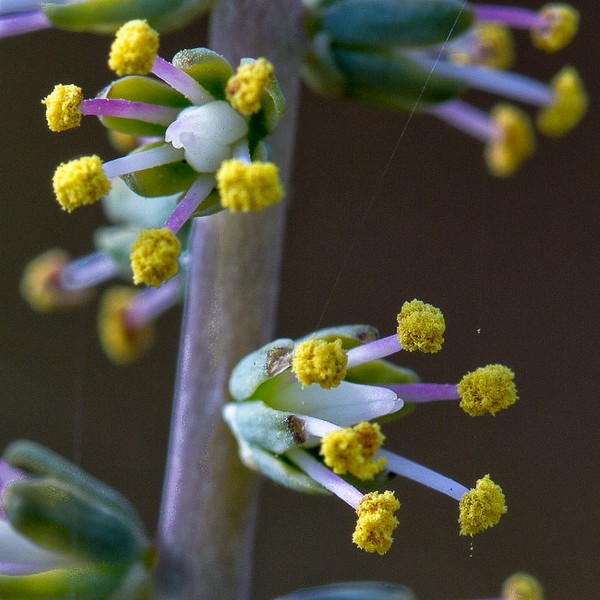 Schoenocaulon up close showing Lily characteristics (JB)