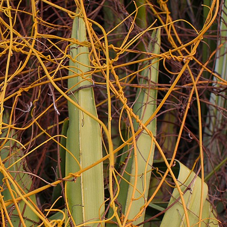 Dodder or Love Vine? (Love Vine, by JB)