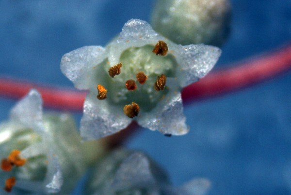 Dodder flower with 5 petals and no flaps on the anthers. (GR)