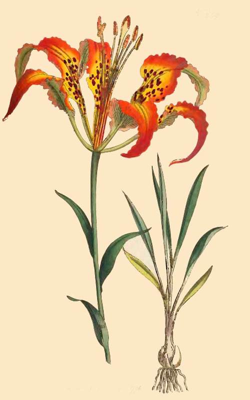 Catesby's Lily from Curtis Botanical Magazine