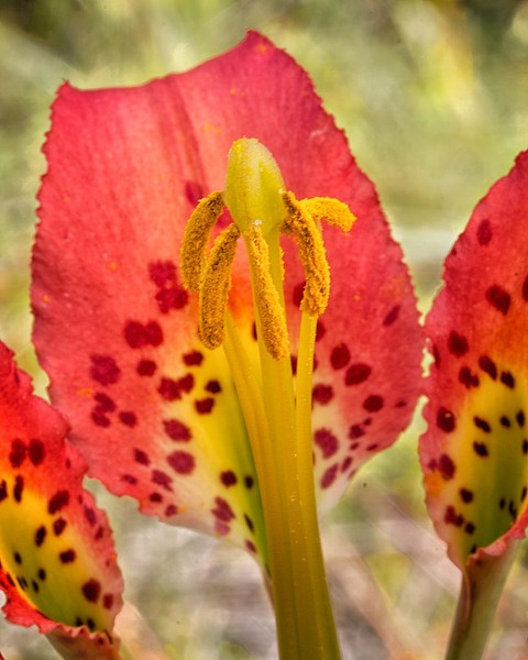 Close-up showing early-phase pollen release.   Stigma probably not yet pollen-receptive. By JB