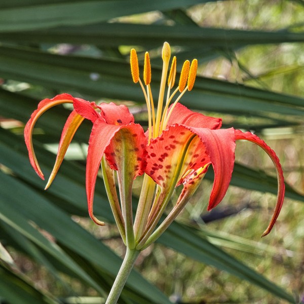 Catesby's Lily from JB yesterday