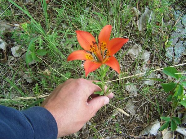 Wood Lily (L. philadelphicum) from Resources for Teachers Project).  This species resembles and is probably ancestral to (or nearly so) Catesby's Lily.