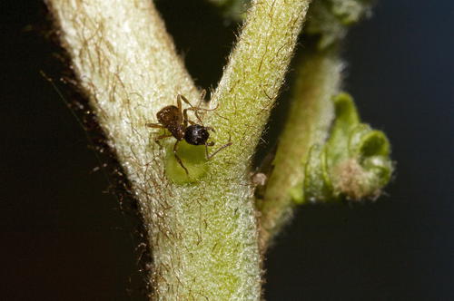 Nectary with ant on bracken.