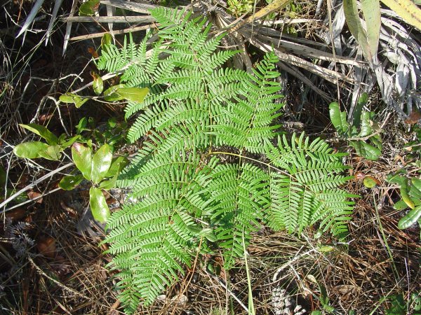 Bracken in Florida