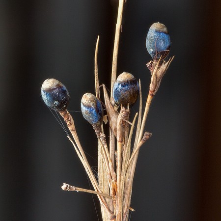 The "seeds" on Rhynchospora megalocarpa are huge, showy, and plump by sedge standards. (By JB)