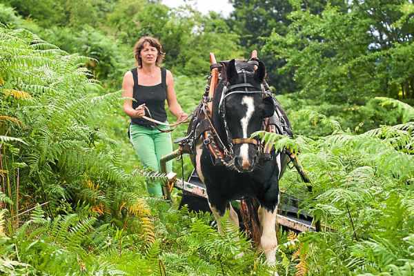 Bracken-bashing in Shropshire, U.K.    For a link, see notes below.