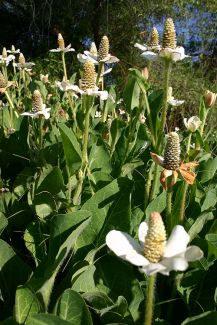 Anenopsis is a wildflower in the western U.S.  The bract-spike combos look like Anemone flowers (Stephen Laymon BLM).