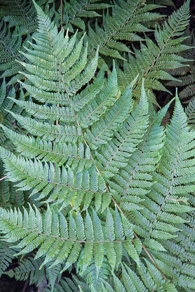 Ctenium sloanei (JB)