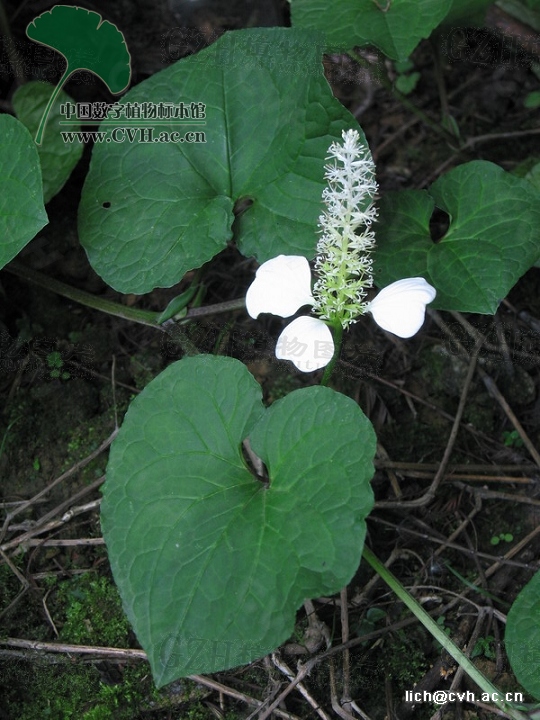 In Gymnotheca the bracts look like petals.  The spike rising above them bears many flowers.